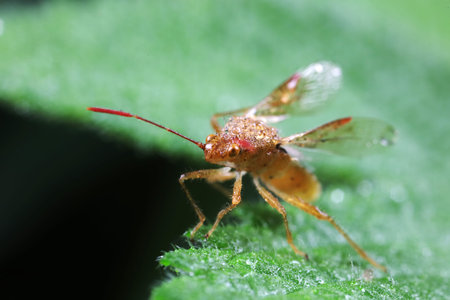 Stink bug on green leaves, North Chinaの写真素材