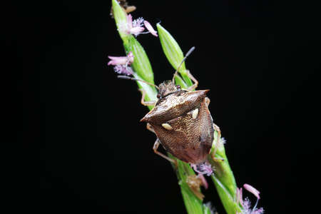 Stink bug on green leaves, North Chinaの写真素材