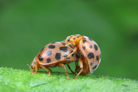 ladybugs mating on green leaves, North Chinaの写真素材