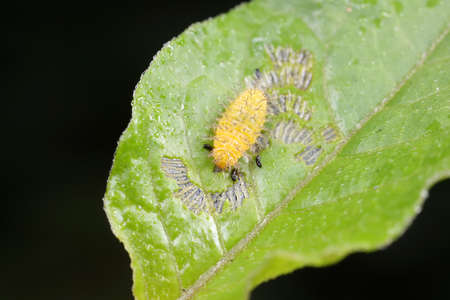 ladybugs larva on green leaves, North Chinaの写真素材