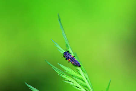 Ladybug larvae in natural state, north Chinaの写真素材