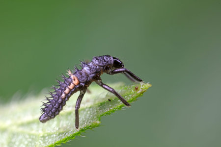 Ladybug larvae in natural state, north China