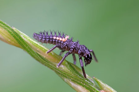 Ladybug larvae in natural state, north China