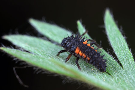 Ladybug larvae in natural state, north Chinaの写真素材