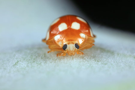 ladybug on green leaves, North Chinaの写真素材
