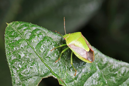 Stink bug on green leaves, North China