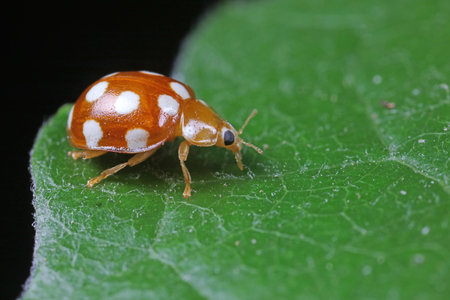 ladybug on green leaves, North Chinaの写真素材