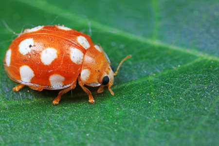 ladybug on green leaves, North Chinaの写真素材