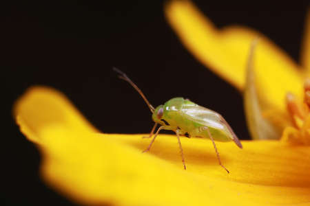 Stink bug on green leaves, North Chinaの写真素材