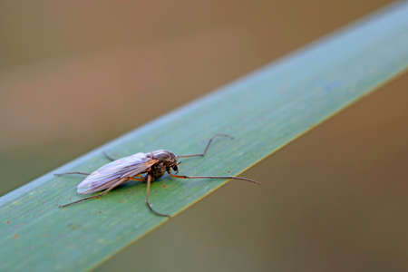 mosquitoes insect on green leaves, North Chinaの写真素材