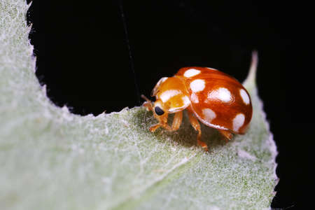 ladybug on green leaves, North Chinaの写真素材