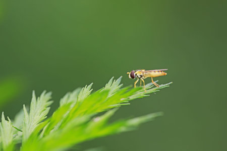 Syrphidae in natural state, North China