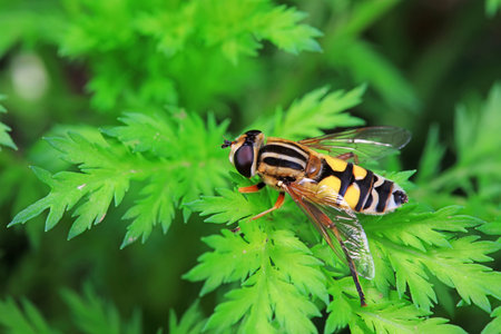 Syrphidae in natural state, North China