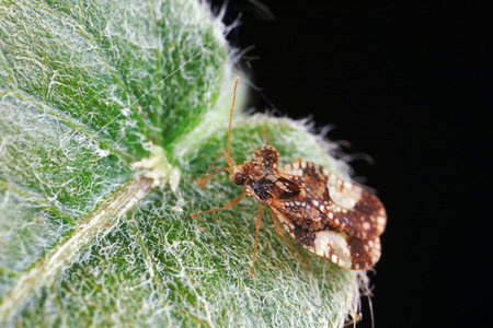 Stink bug on green leaves, North China