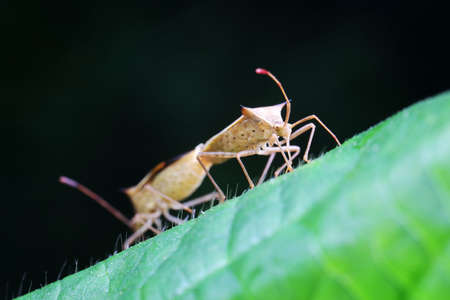 Stink bug on green leaves, North Chinaの写真素材
