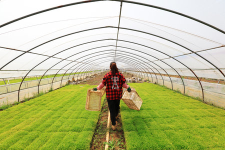 Farmers are busy in the rice seedling greenhouseのeditorial素材