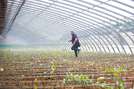 Farmers busy in greenhouses, Luannan County, Hebei Province, Chinaのeditorial素材