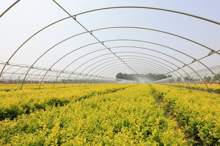 Ligustrum lucidum seedlings in a nurseryのeditorial素材