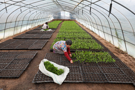 Luannan County, China-August 22, 2019: Horticultural workers Cutting cherry seedlings in greenhouses, Luannan County, Hebei Province, Chinaのeditorial素材