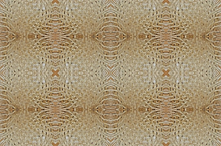   background.needless of a sea hedgehog