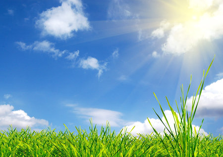 Green gladeの写真素材