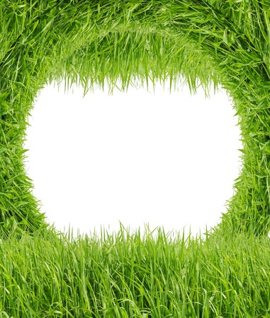 Green grass isolated on white backgroundの写真素材