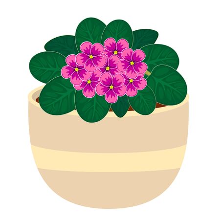Blooming African Violet flower in the pot vector illustrationのイラスト素材