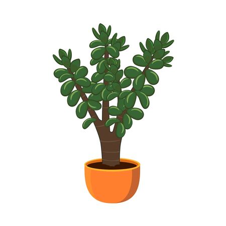 Houseplant Crassula ovata in a pot isolated on white background vector illustrationのイラスト素材