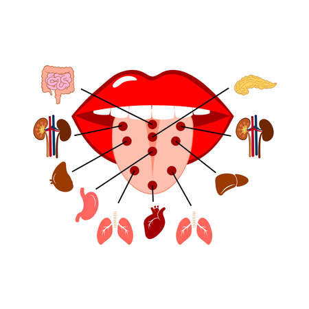 Tongue reflexology chart with images of the corresponding internal organs. Flat simple isolated vector illustration on white background.のイラスト素材