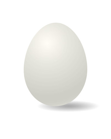 Egg isolated on white background. Vector illustrationのイラスト素材