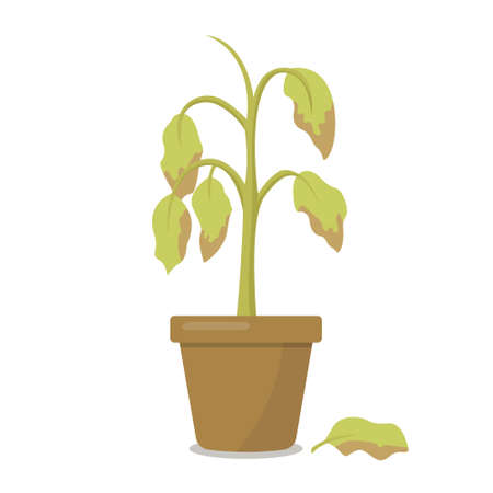 Dying plant in a pot isolated on white background. Vector illustrationのイラスト素材