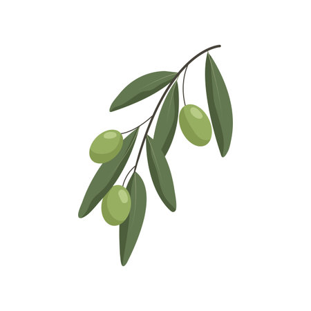 Olive branch with olives isolated on white background. Vector illustrationのイラスト素材