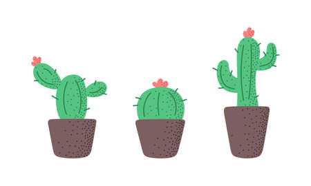 Set of cactus in pots isolated on white background. Vector illustrationのイラスト素材