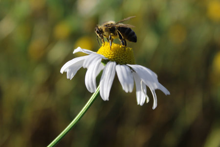 bee collects pollen from chamomile flower. macro shooting. close-up