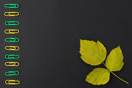 Back to school concept. Autumn leaf and paper clips of yellow and green color on a black background.の写真素材