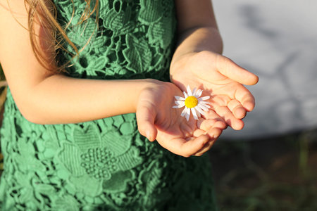Woman hand touching chamomile wildflowers closeupの写真素材