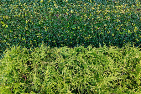 Green grass texture background, Green lawn