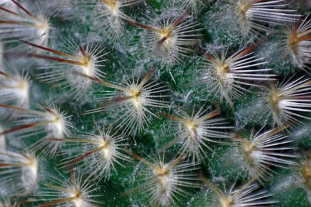 We see a background with set of prickles. It is a cactus surface. It is very interesting to look at it close.の写真素材