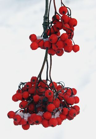 There has come winter. Snow has dropped out. On mountain ash berries snow lies. It is beautiful.の写真素材