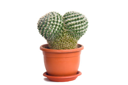 A cactus in a pot, isolated on a white background.の写真素材