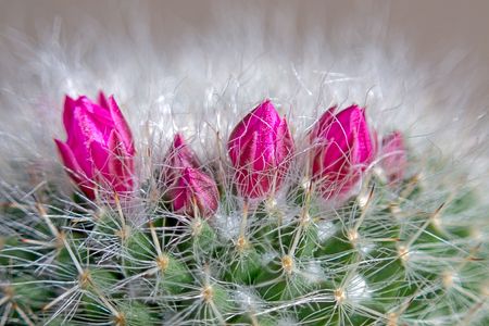 Green bushy cactus with red flowers (Mammillaria).の写真素材