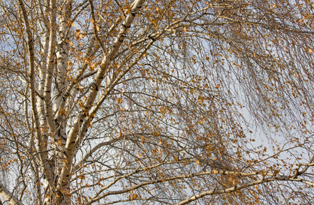 Many branches of birch trees against the blue sky.