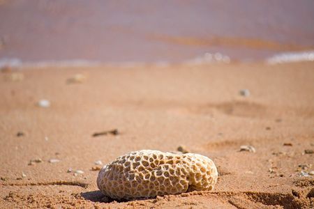 Egypt. On the sand, close to the water is a fragment of coral.の写真素材