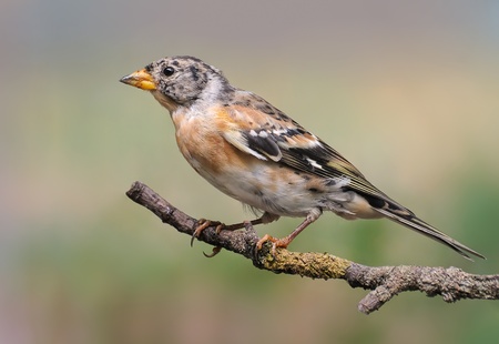 View on a bright beautiful bird sitting on a tree branch.の写真素材