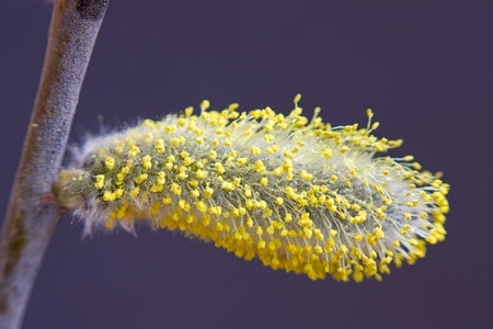 Catkin willow on  branch close-up on  dark background.An image with shallow depth of field. の写真素材