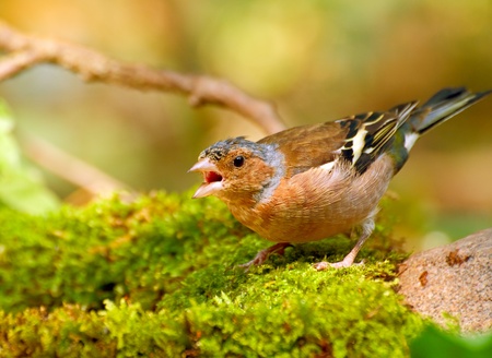 Bright bird - finch in  wild nature.Gorizontalny shot.の写真素材