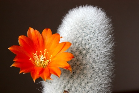 Blooming cactus on dark background (Aylostera).An image with shallow depth of field.の写真素材
