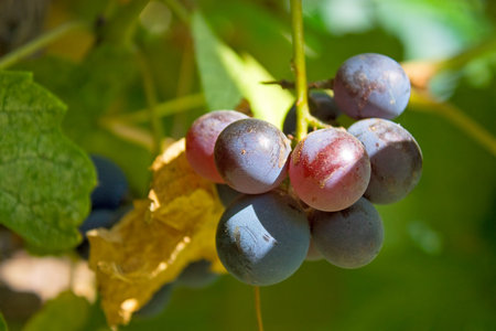 Bunch of dark grapes.An image with shallow depth of field.の写真素材