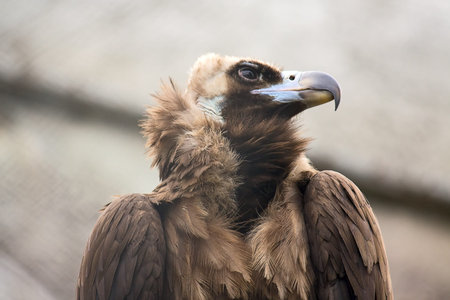 Close-up portrait in profile of  predatory bird condor.の写真素材