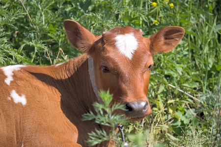 Portrait of  young calf on background of green grass.の写真素材